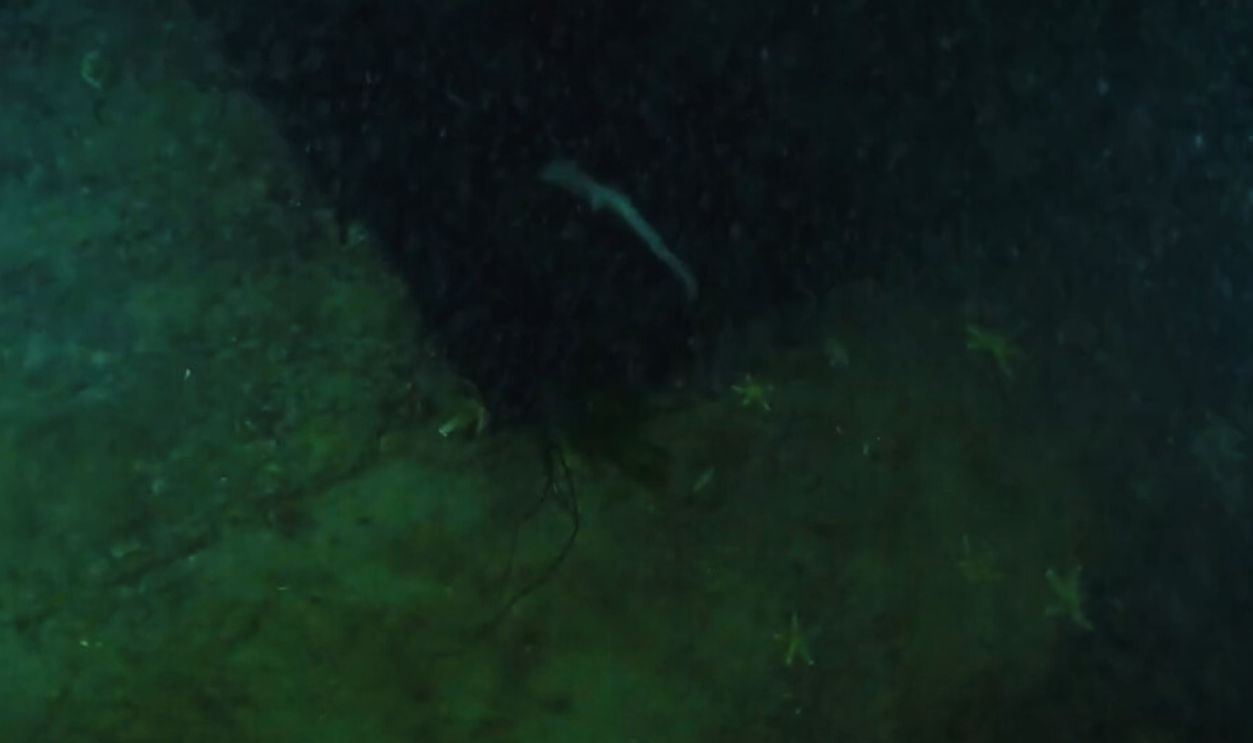 Treasure or curse? #1 | THE GOWN AND THE SHIPWRECK