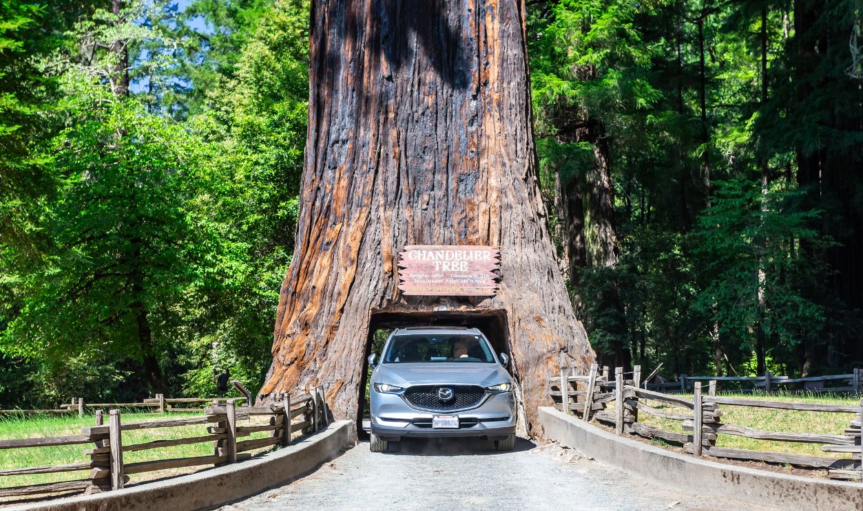 Car drives through the Chandelier Drive Thru Tree