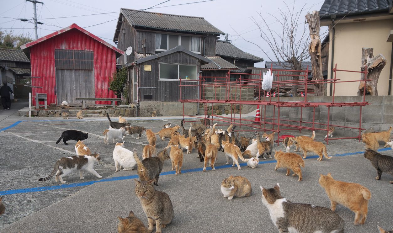 Large group of hungry cats feeding on japanese nekojima, Aoshima cat island