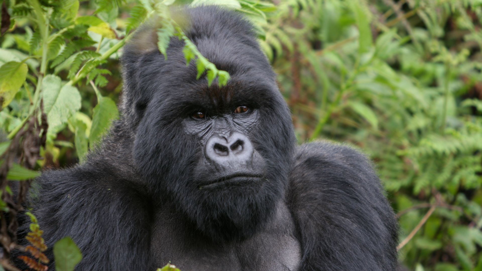 File:Mountain gorilla (6461821349).jpg