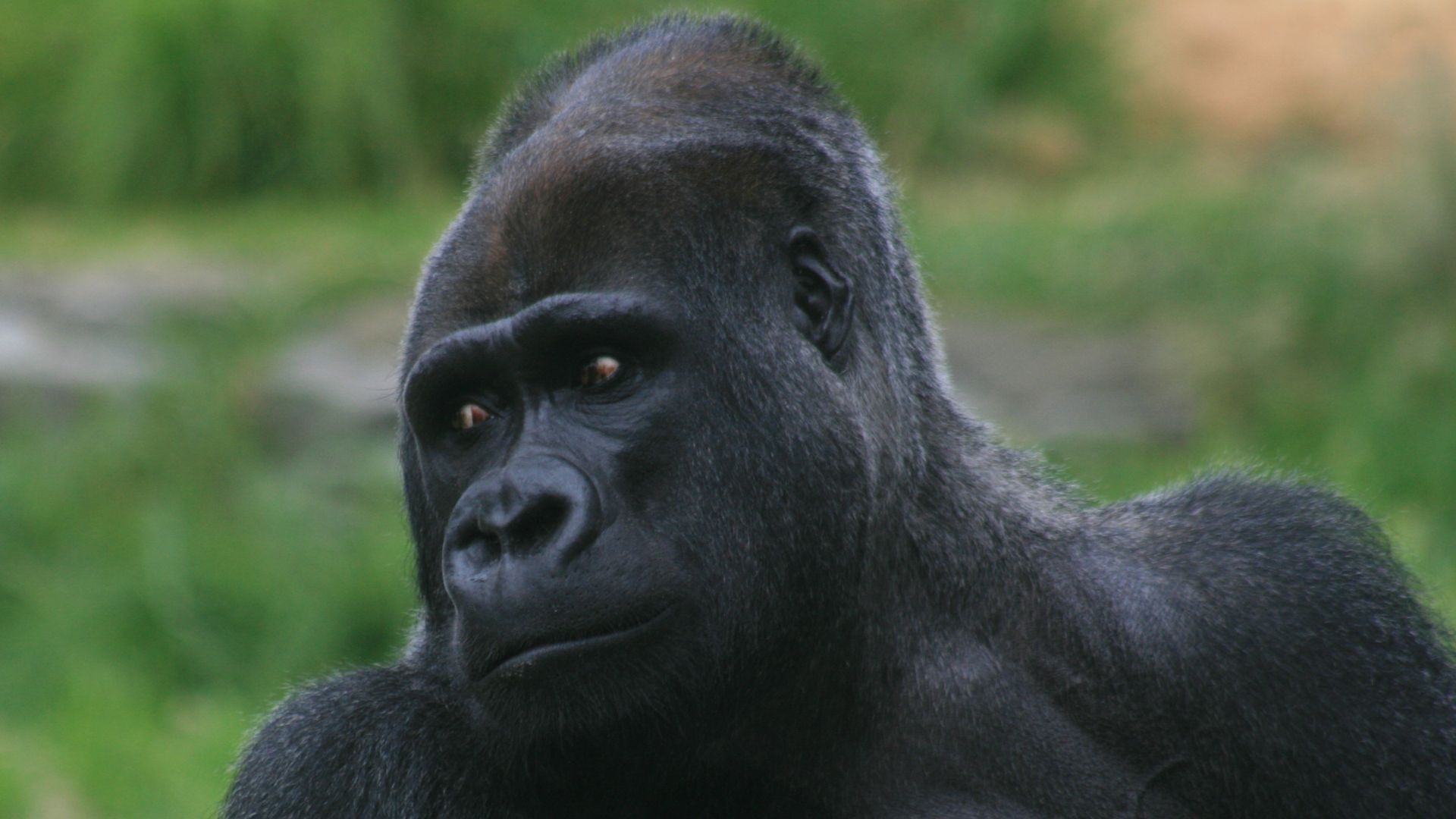 File:Male silverback gorilla.jpg