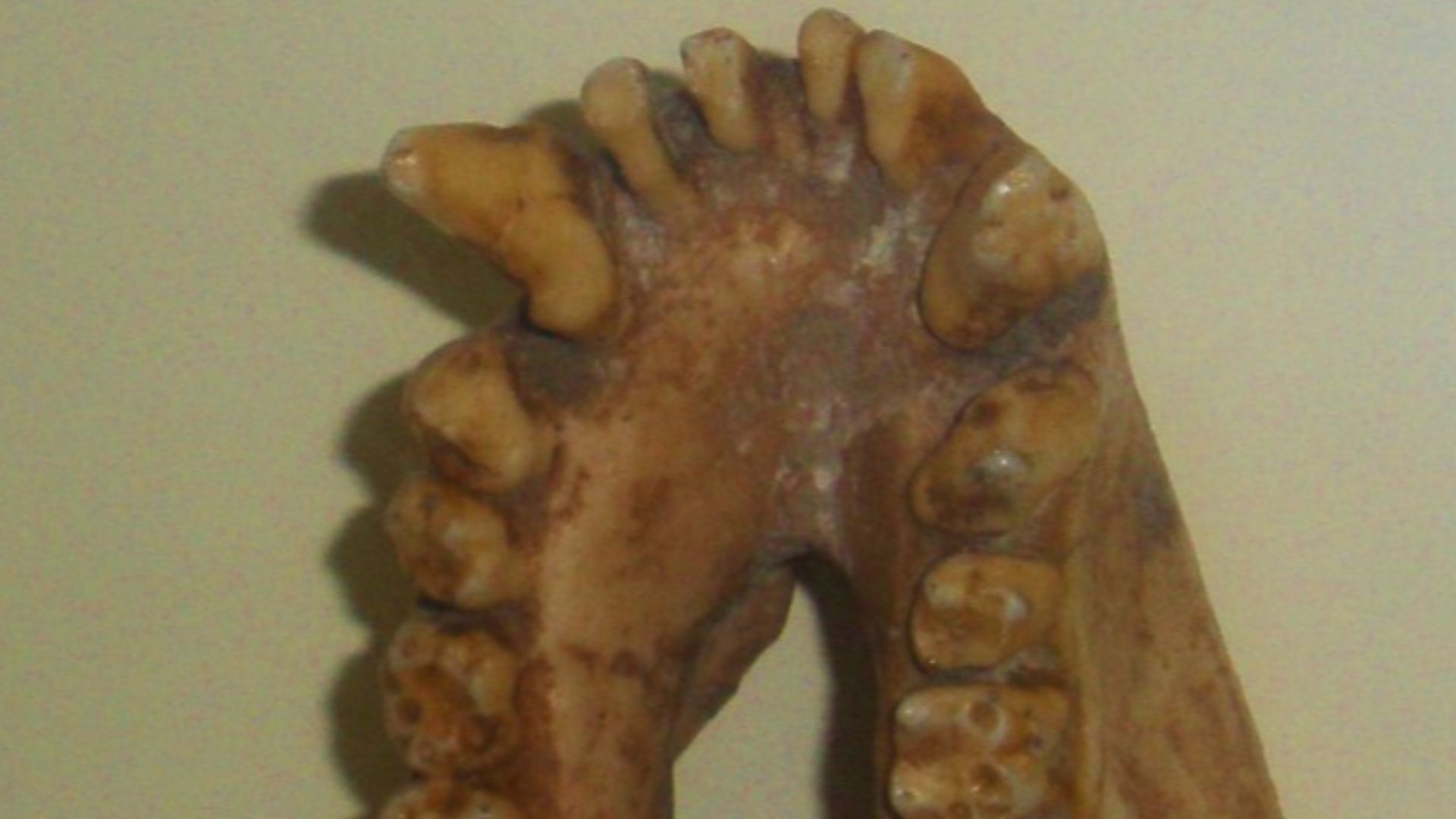 File:Dryopithecus fontani 3.JPG