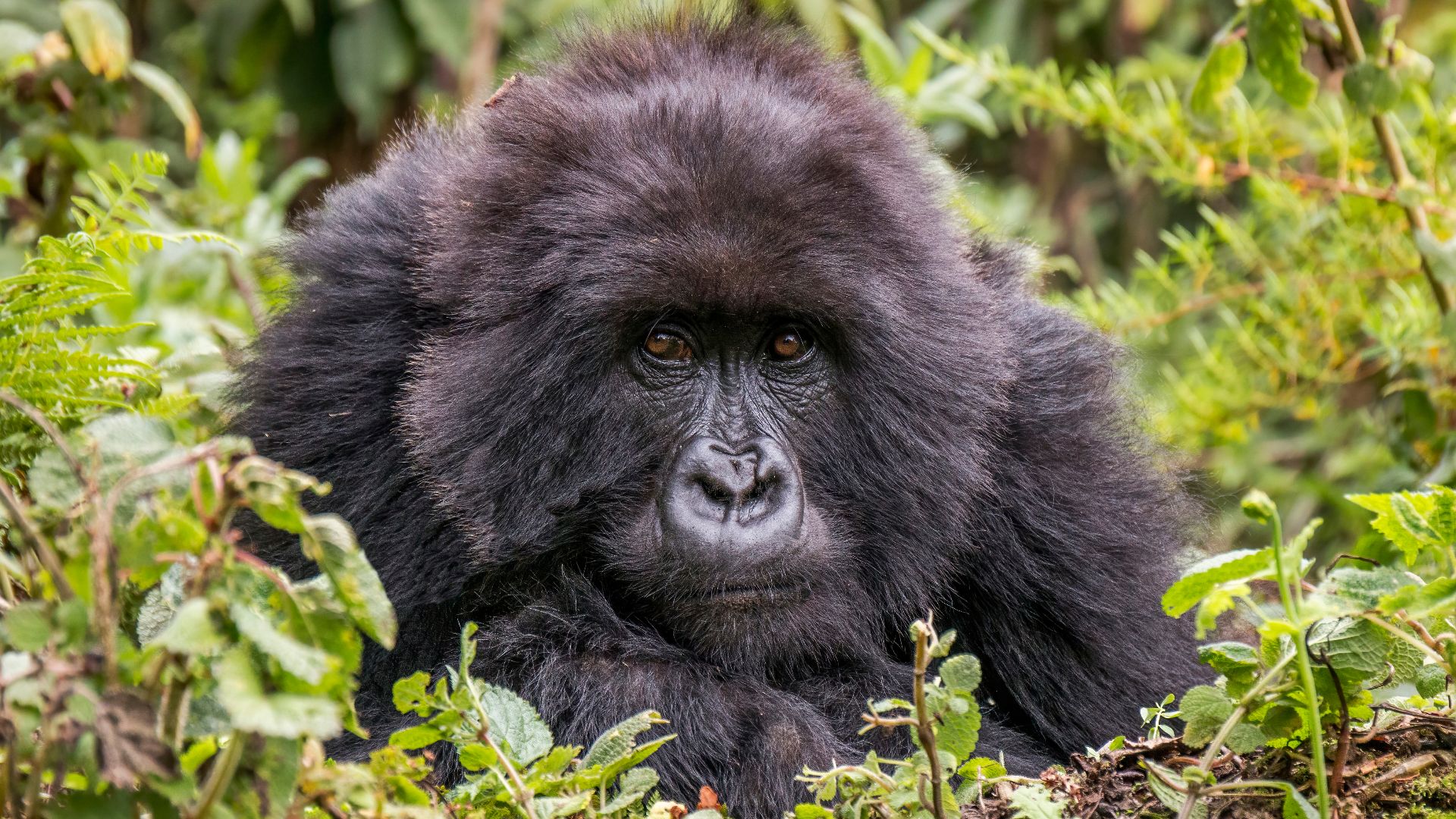 File:Mountain gorilla (Gorilla beringei beringei) female 2.jpg