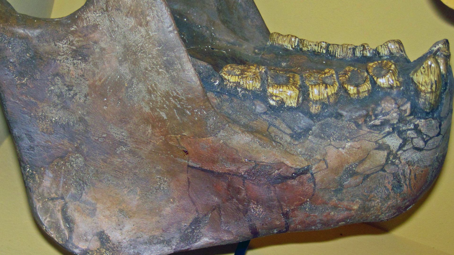 File:Gigantopithecus mandible.jpg