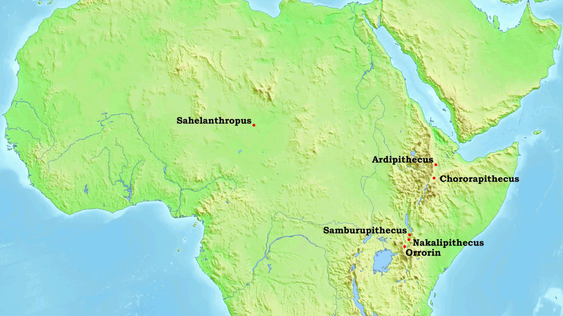 File:Late miocene hominidae.jpg