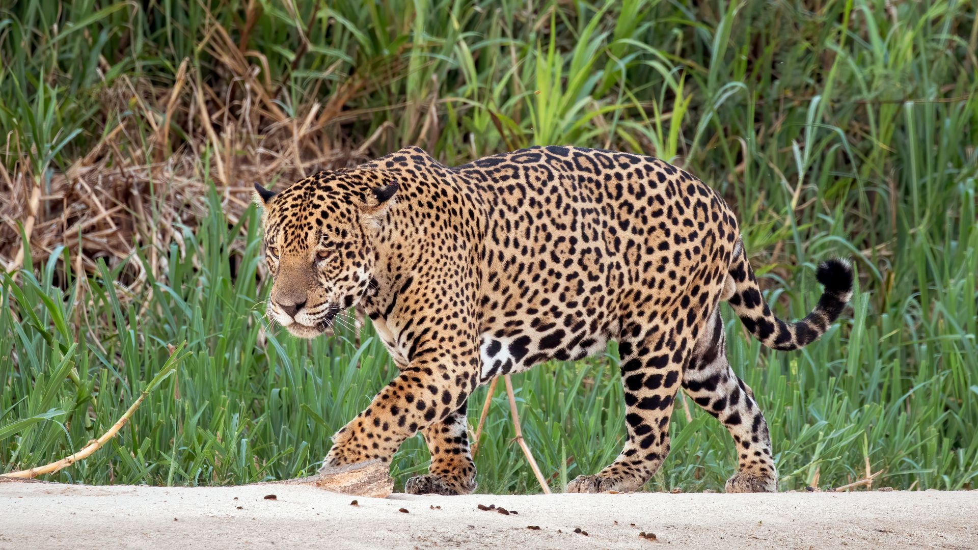 File:Jaguar (Panthera onca palustris) male Three Brothers River 2.jpg