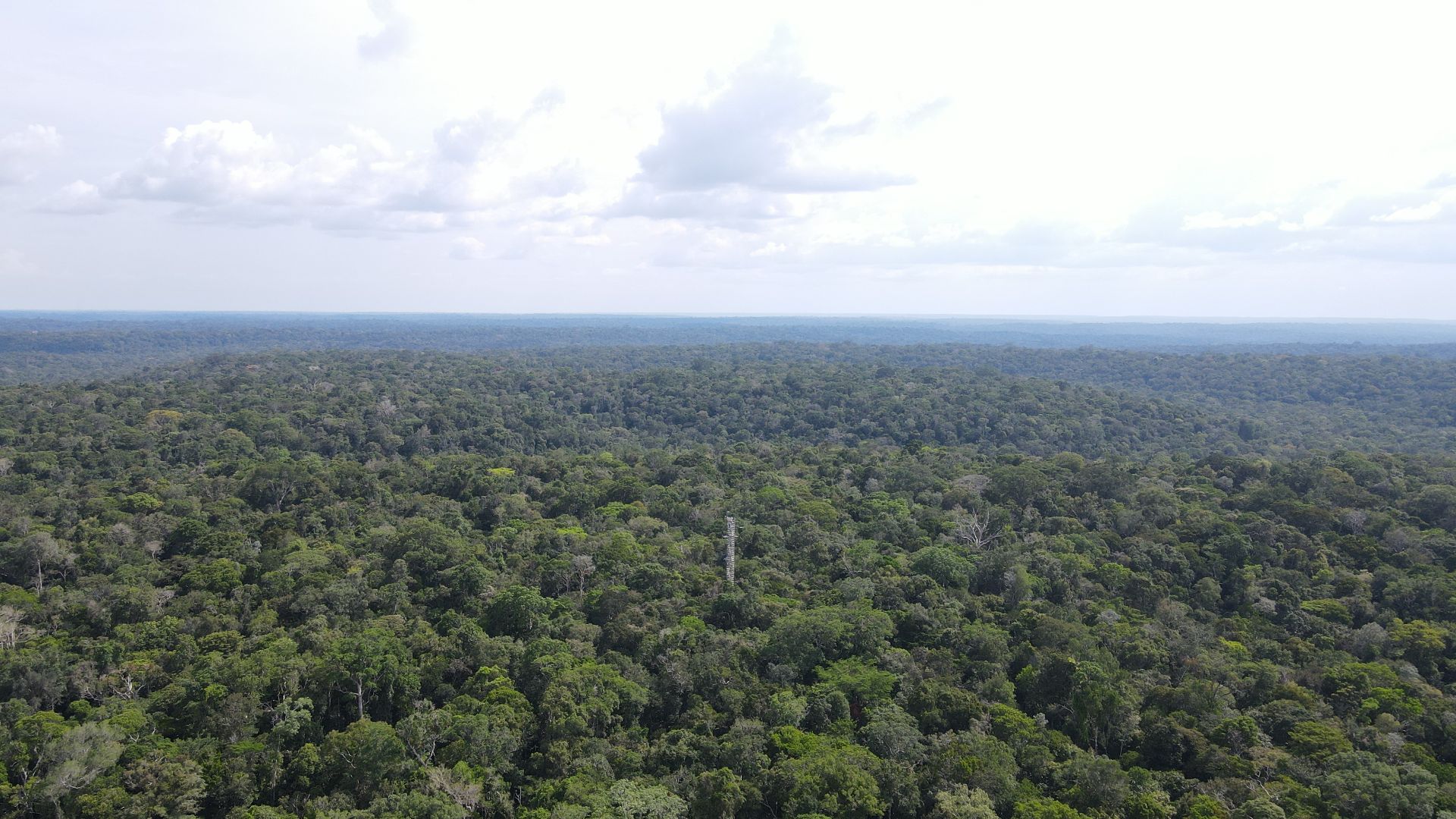File:Reserva Biológica do Uatumã de nível Federal AmazonFACE Amazon Forest Carbon Emissions Odjair Baena 04.jpg
