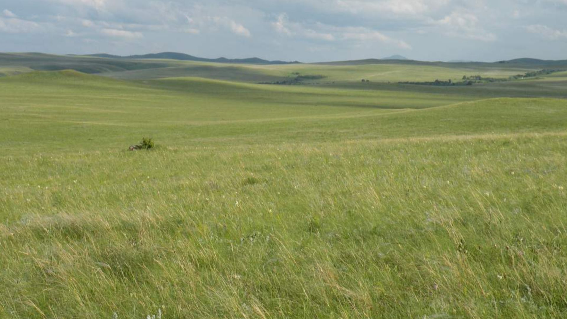 File:Красноковыльная степь в бассейне Кукуйки в Курьинском районе.JPG