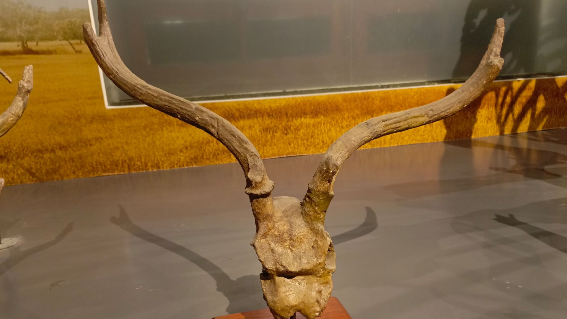 File:A2613-Museum Geologi-Fosil Tanduk Rusa.jpg