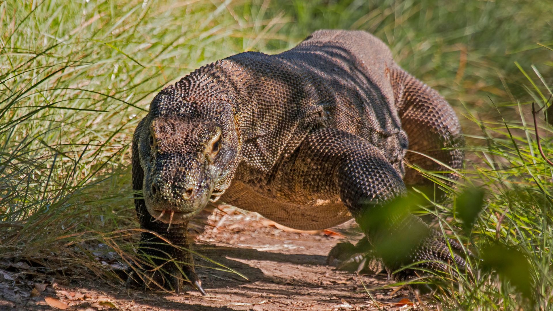 File:Komodo dragon (Varanus komodoensis) 4.jpg