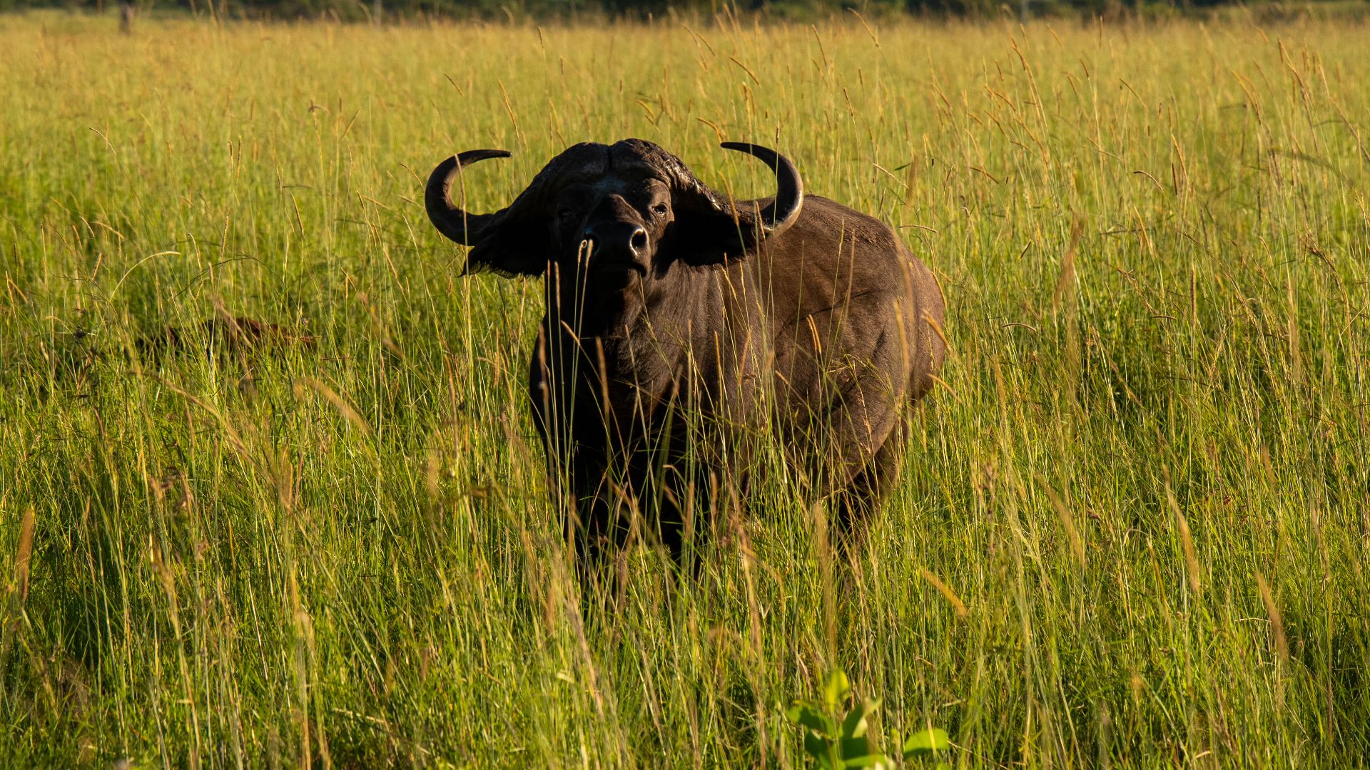 File:Solitude of the Savannah.jpg