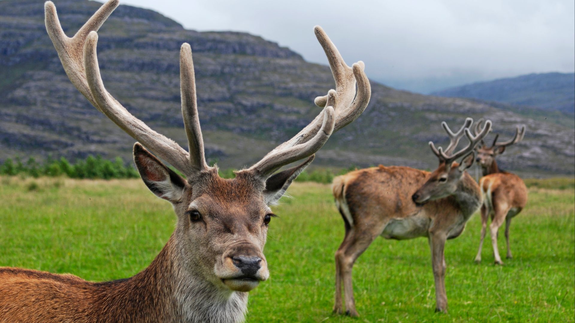 File:RedDeerStag.jpg