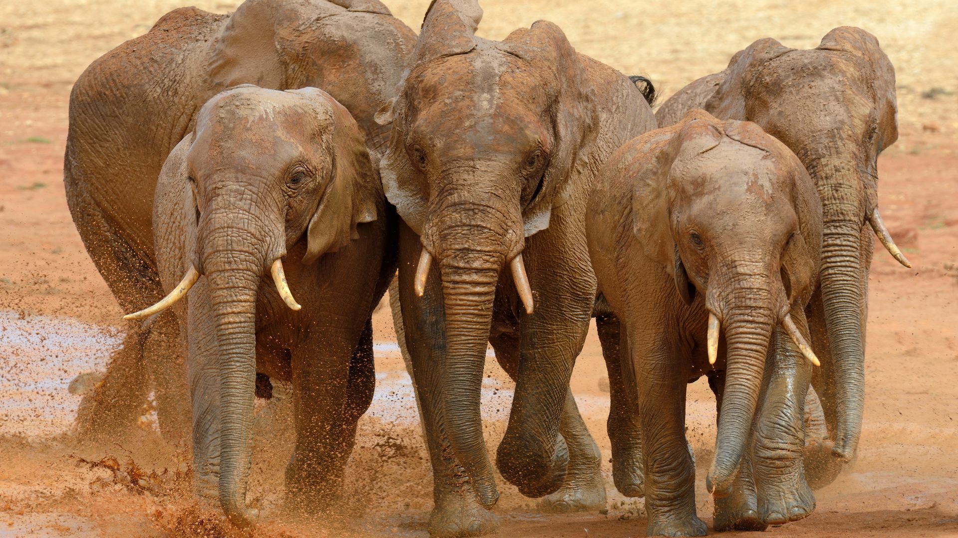 File:Elephant running.jpg