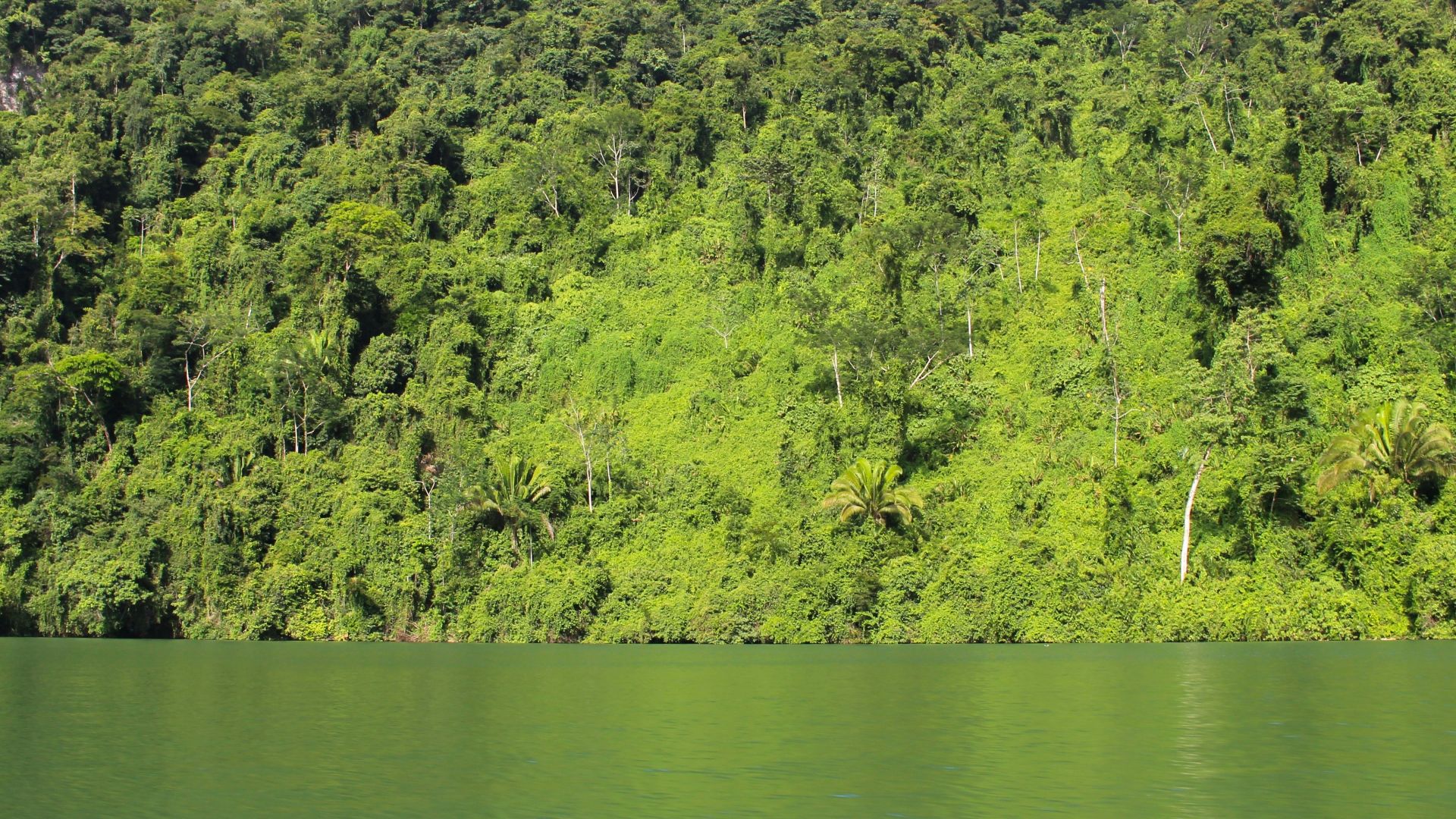 green trees by the river