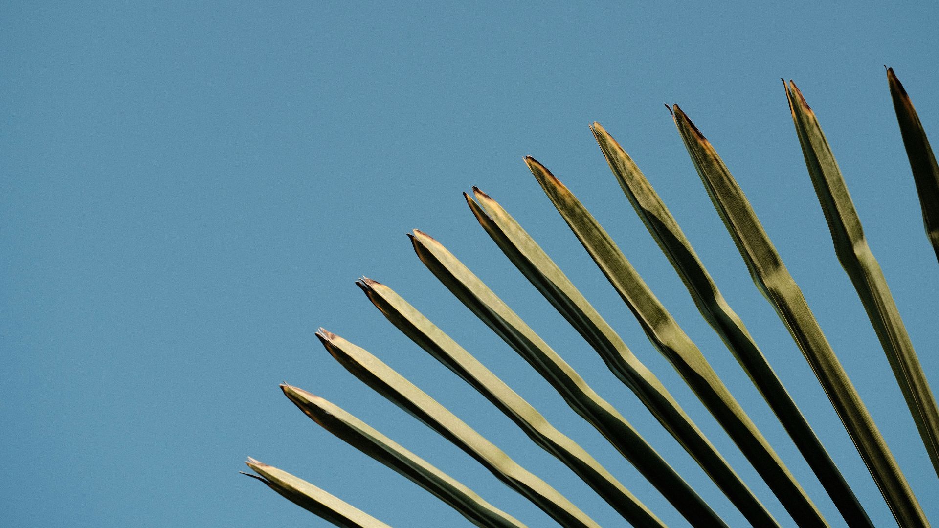 a group of tall plants