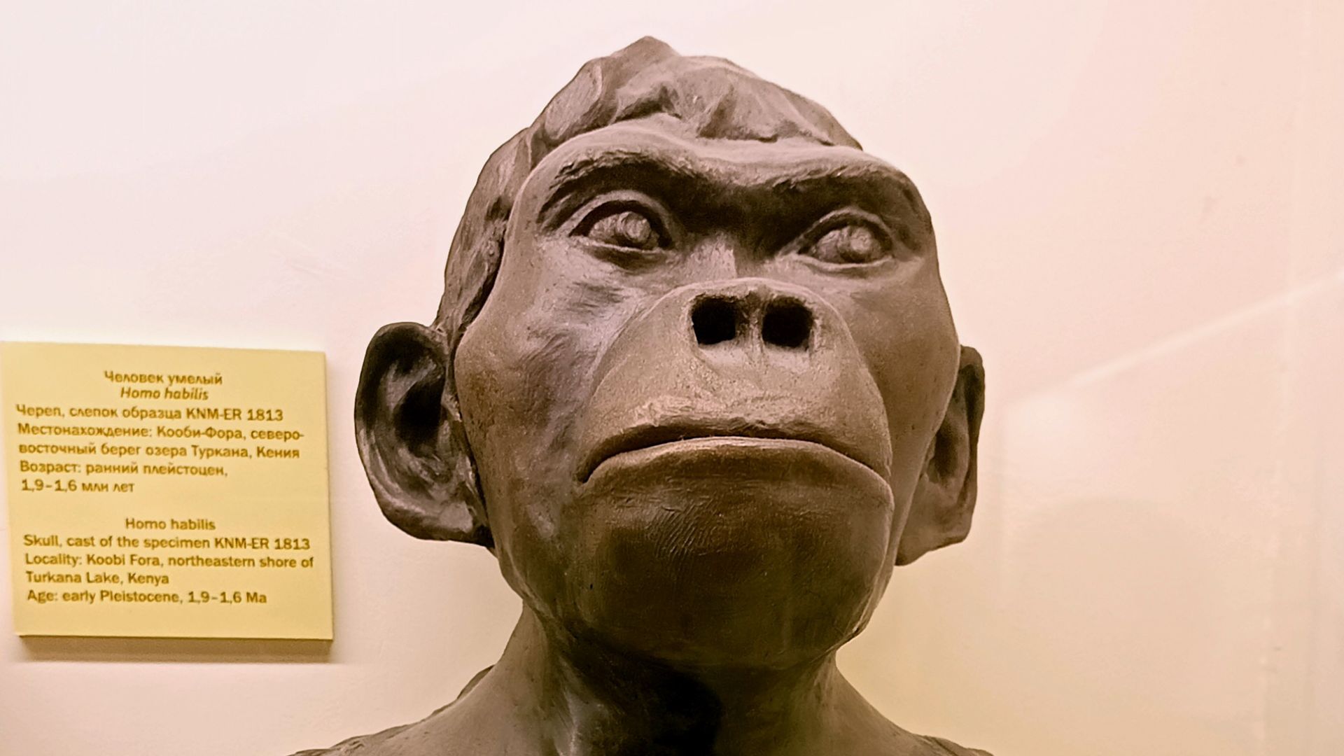 File:Палеонтологический музей Орлова (20221008150914).jpg