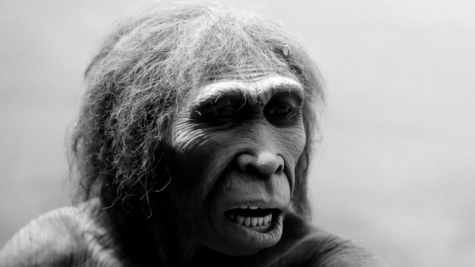 File:Homo ergaster reconstruction, American Museum of Natural History.jpg
