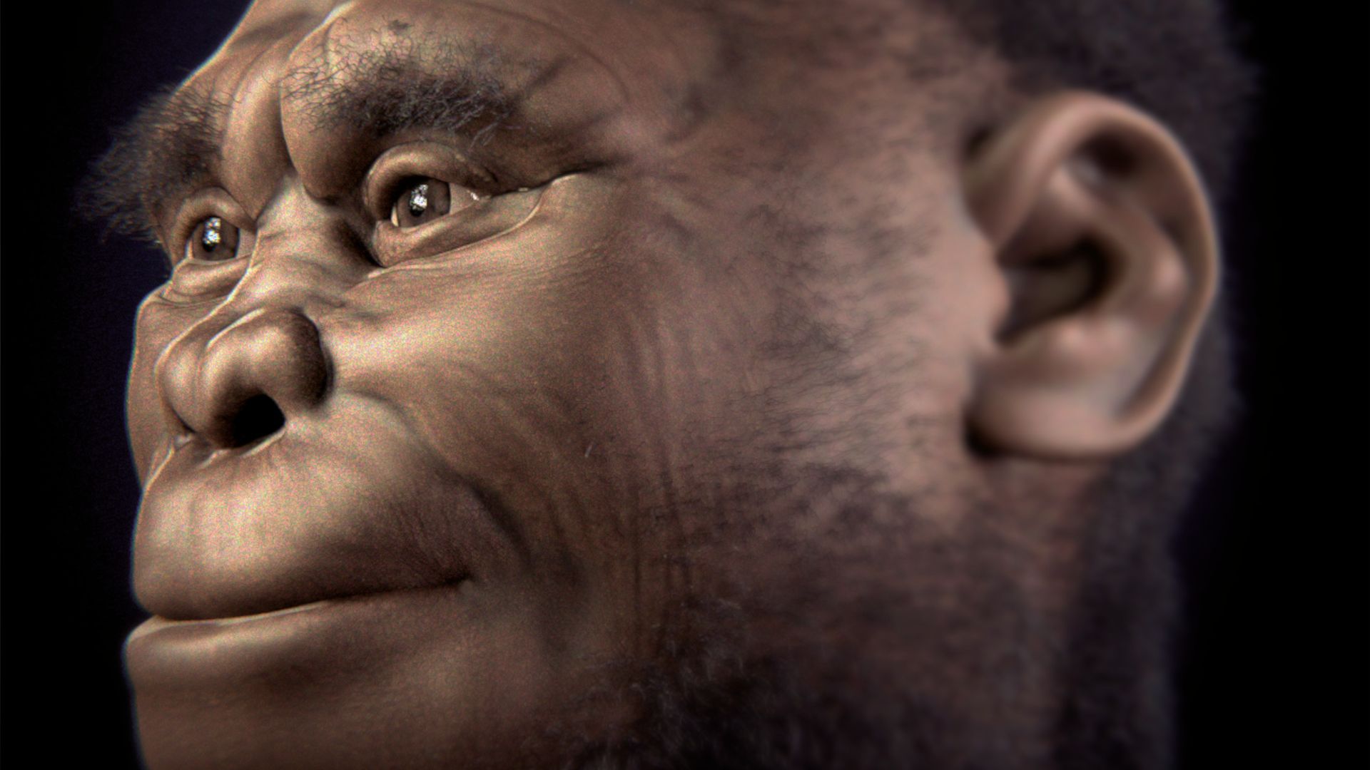 File:Homo floresiensis v 2-0.jpg