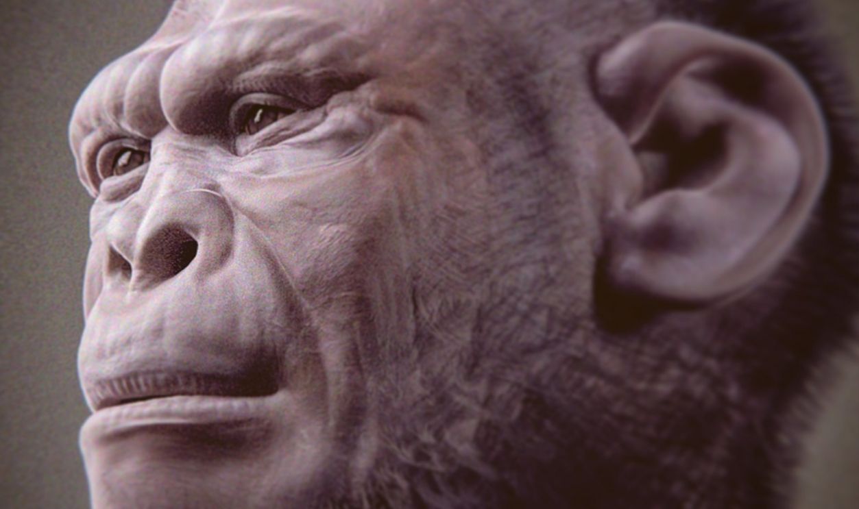 Homo Habilis (Cont.)