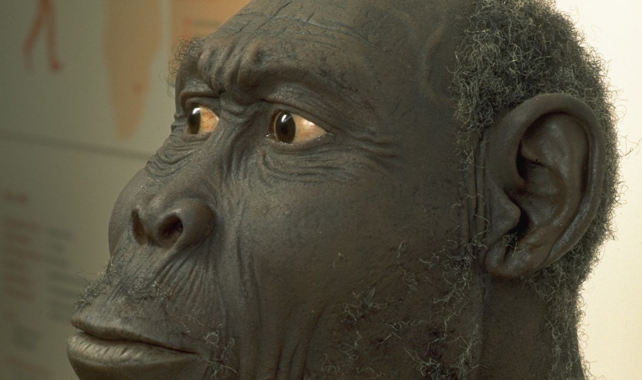 Exhibition on the stages of human evolution