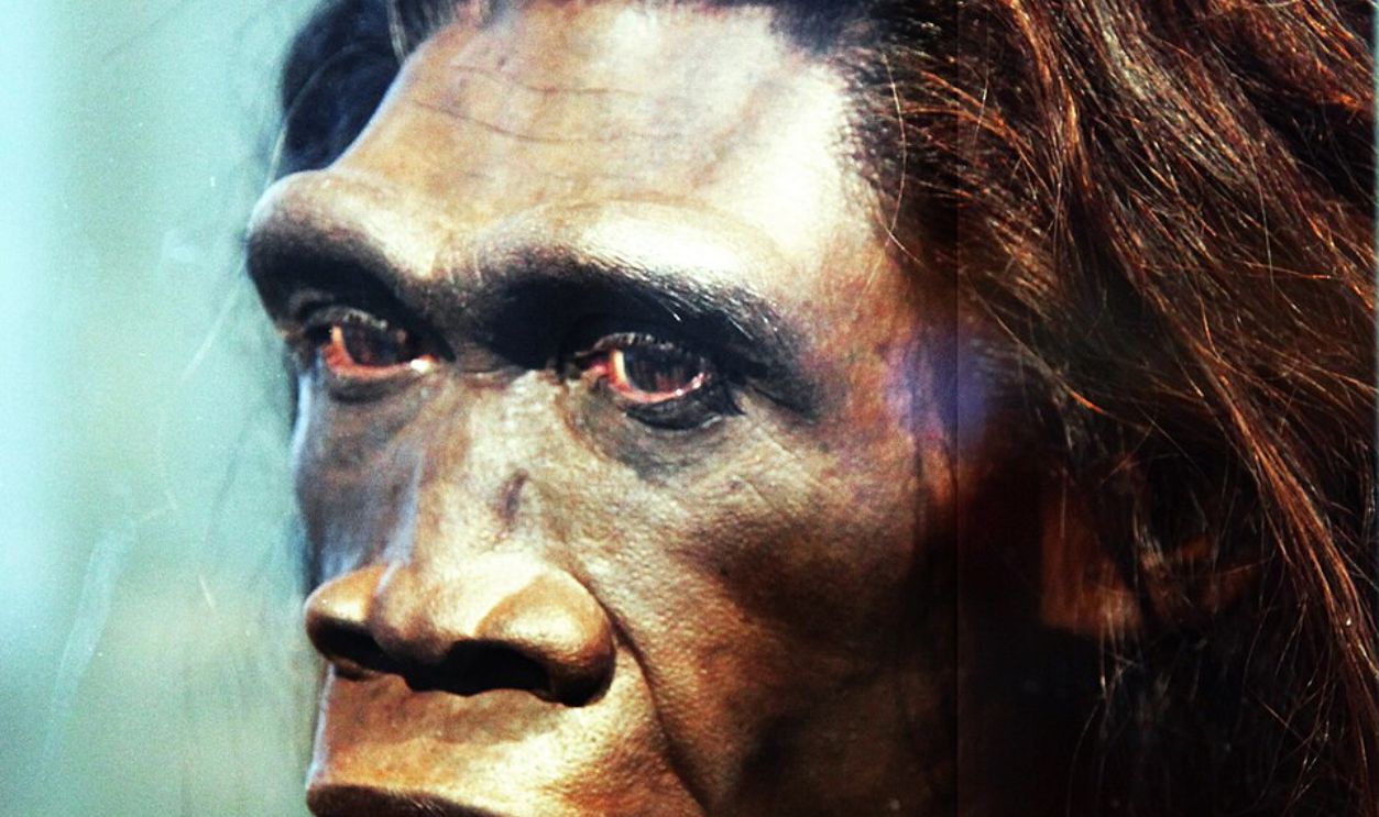 Homo Erectus (Cont.)