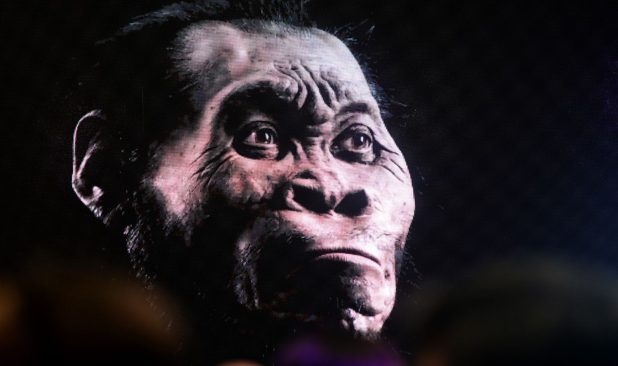 Homo Naledi, New Species, Unveiled in South Africa