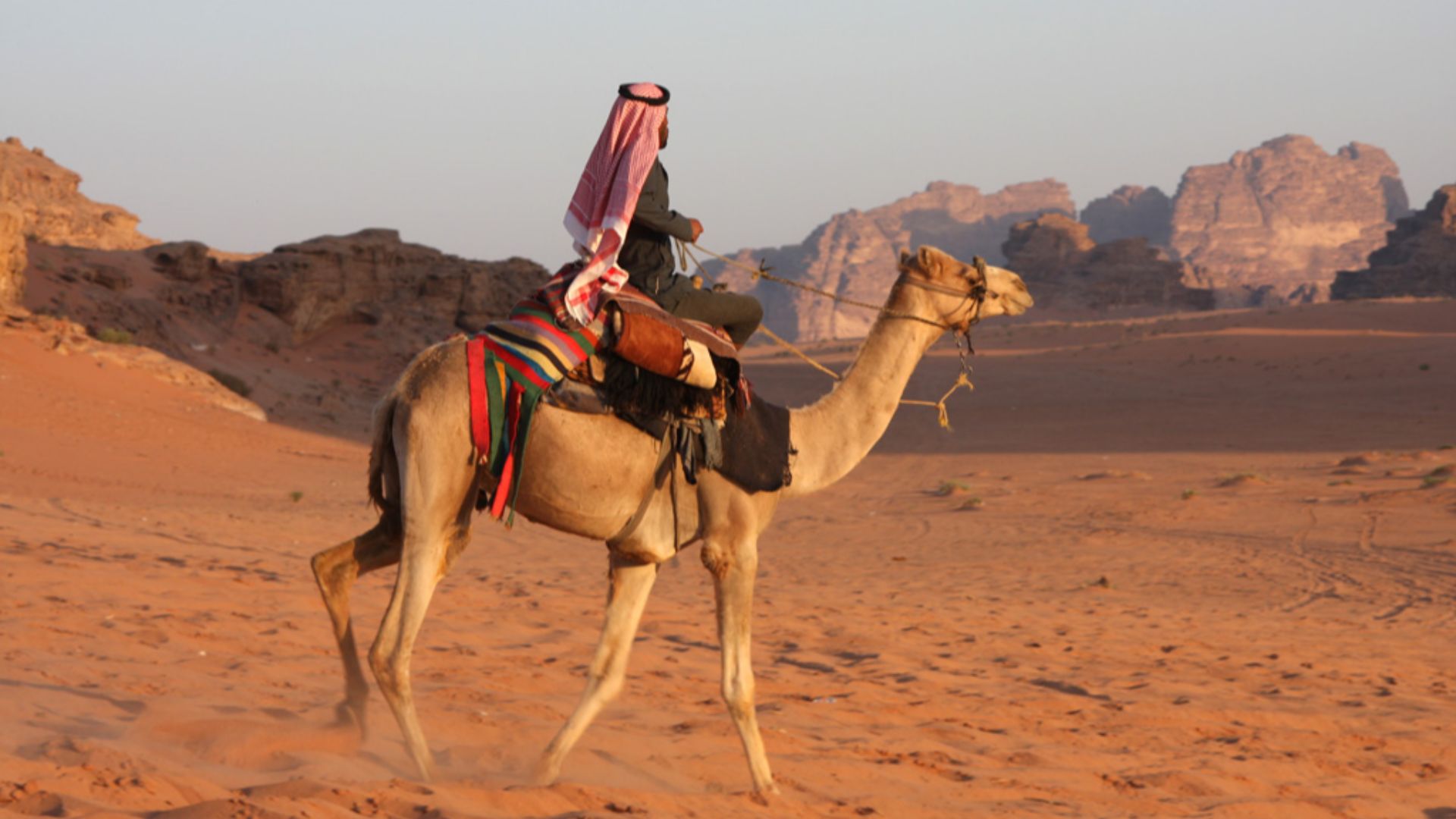 File:Bedouin and camel - panoramio.jpg