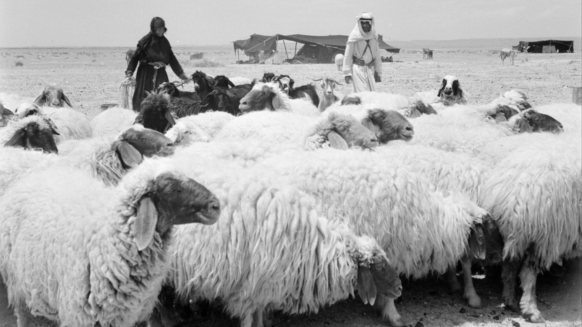 File:Bedoeïnen met hun schapen, Bestanddeelnr 255-6075.jpg