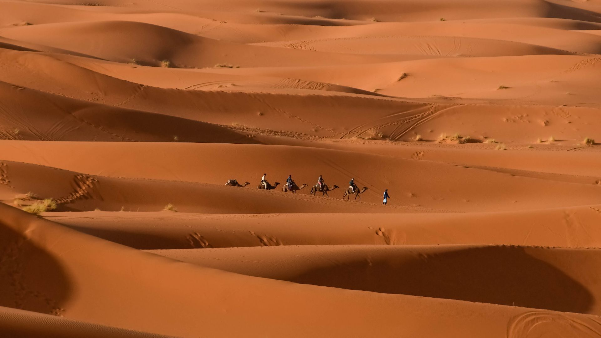 File:Les dunes de Merzouga (Une caravane de chameaux ).jpg