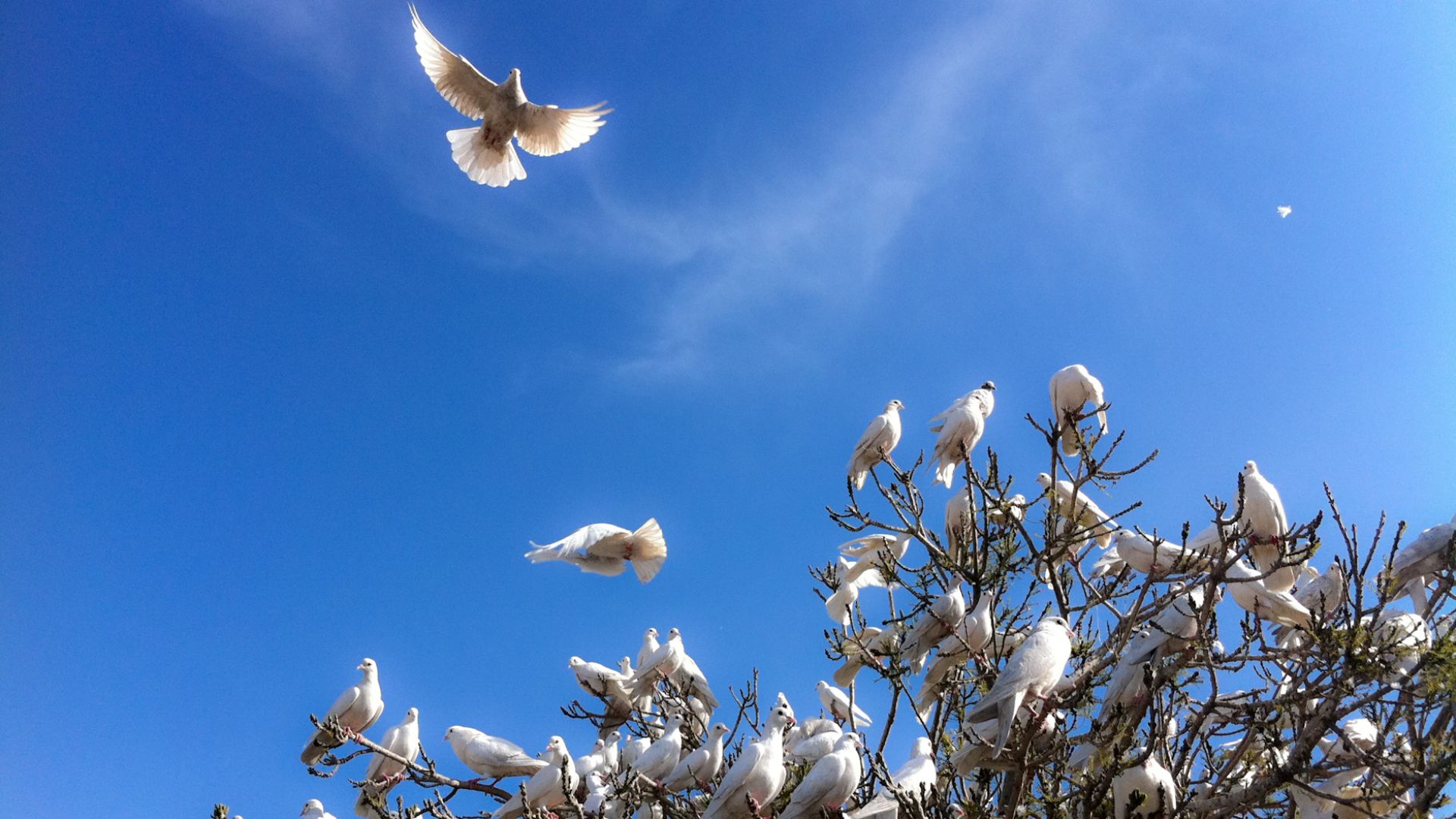 File:White Doves at the Blue Mosque (5778806606).jpg