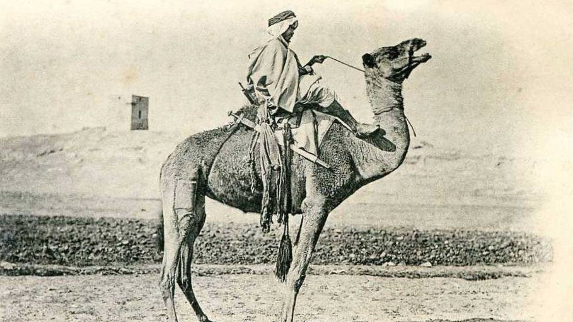 File:Chaamba riding a camel in southern Tunisia.png