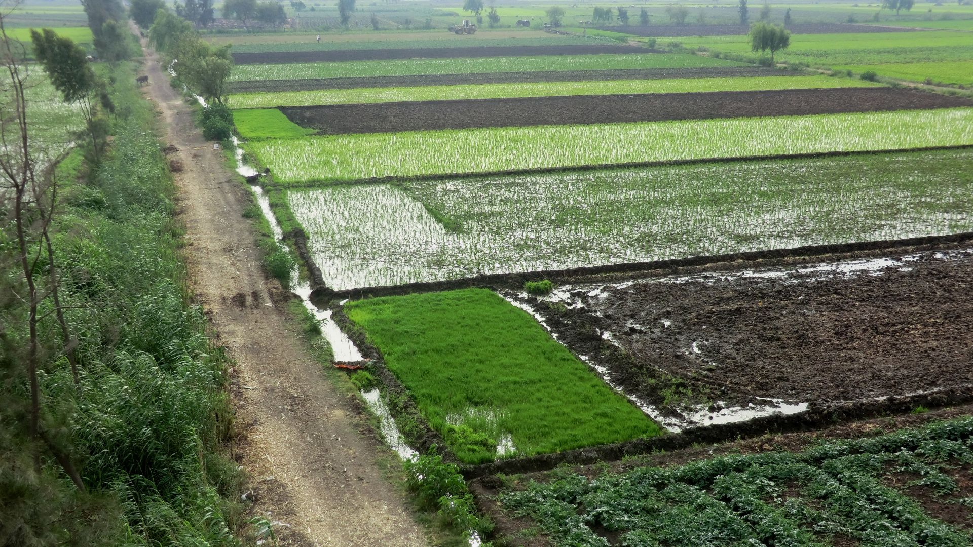 File:Irrigated fields near Kafr el Sheikh.jpg