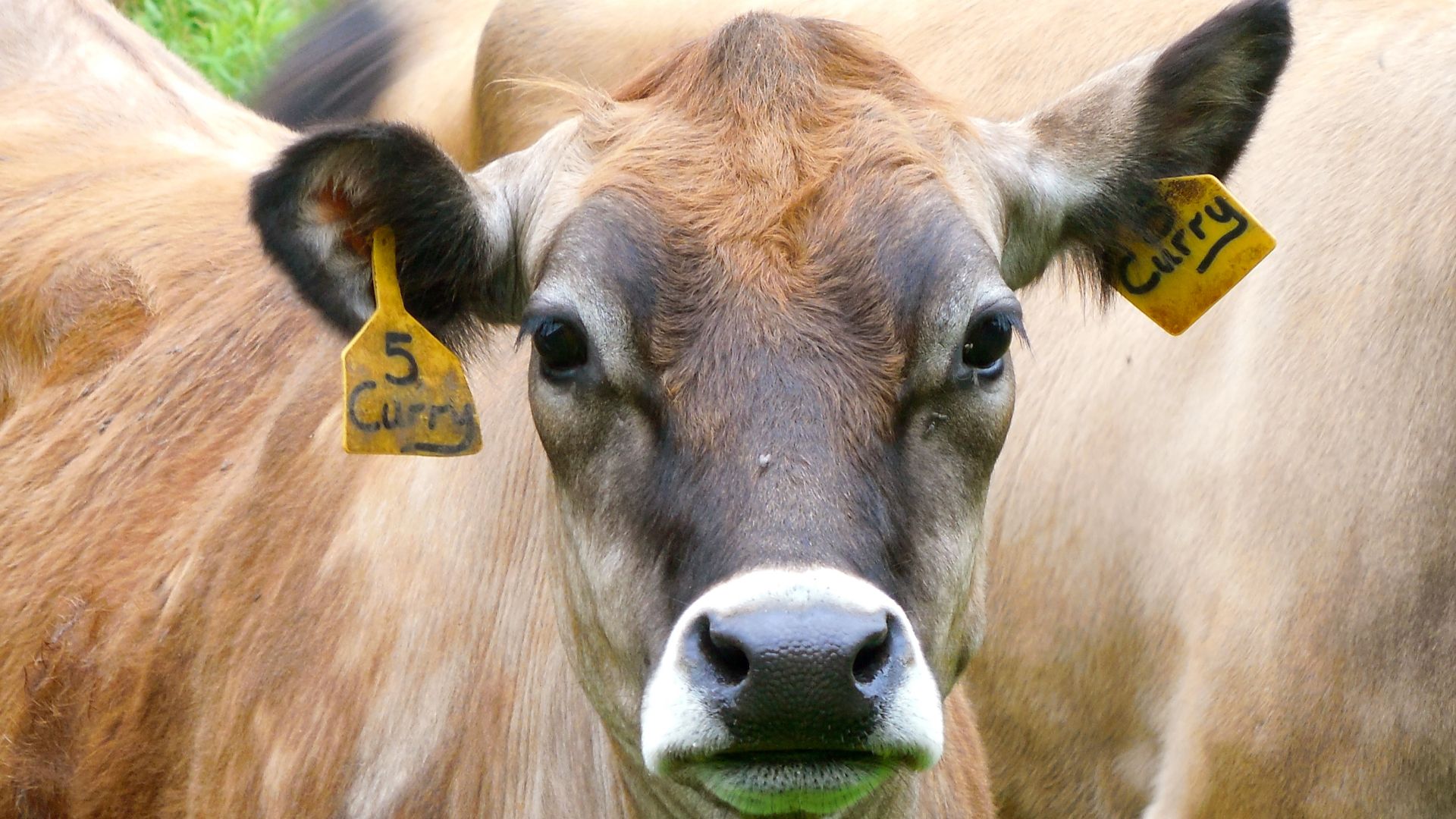 File:CowPosture 20150612.jpg