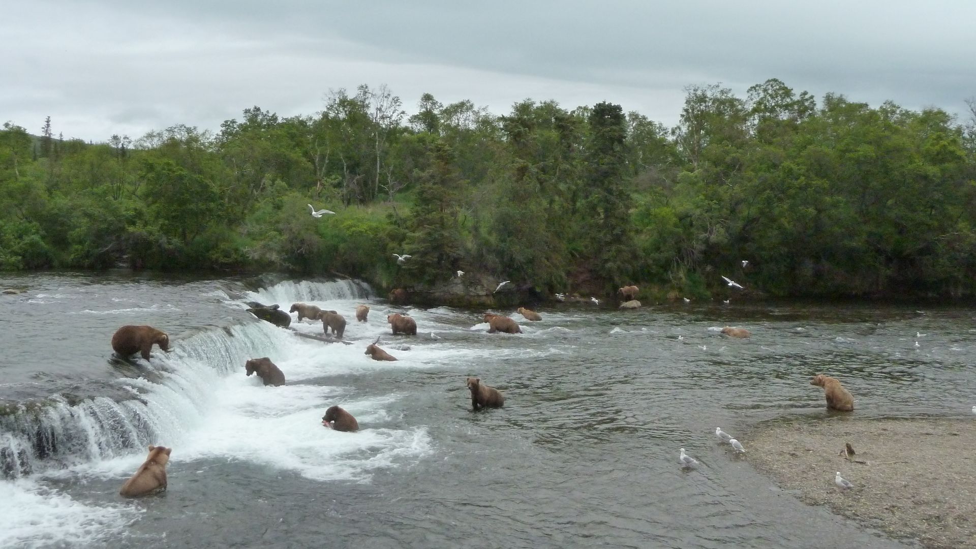 File:Lots of bears at Brooks Falls (9371882091).jpg