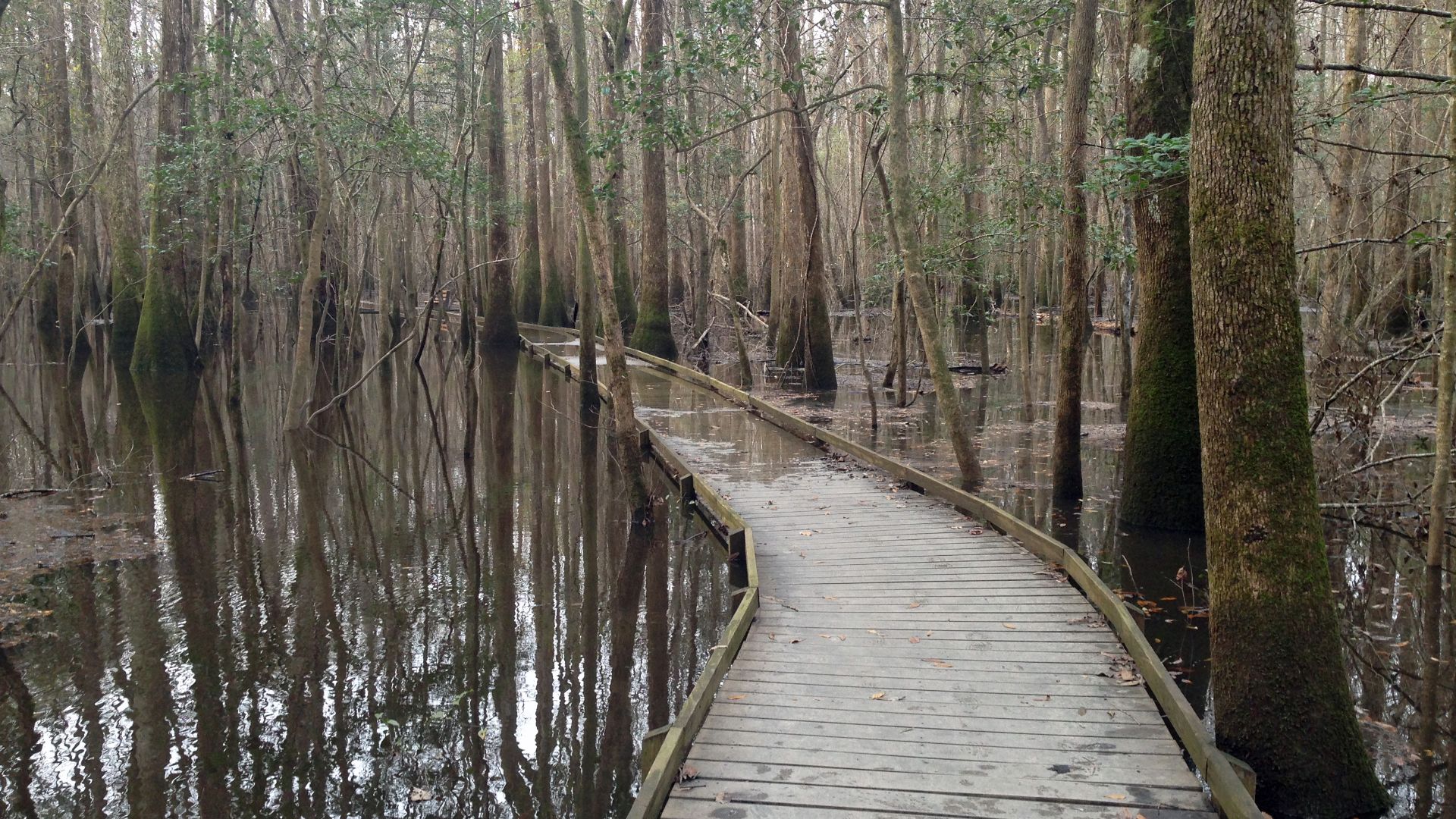File:Flooded Congaree boardwalk.JPG