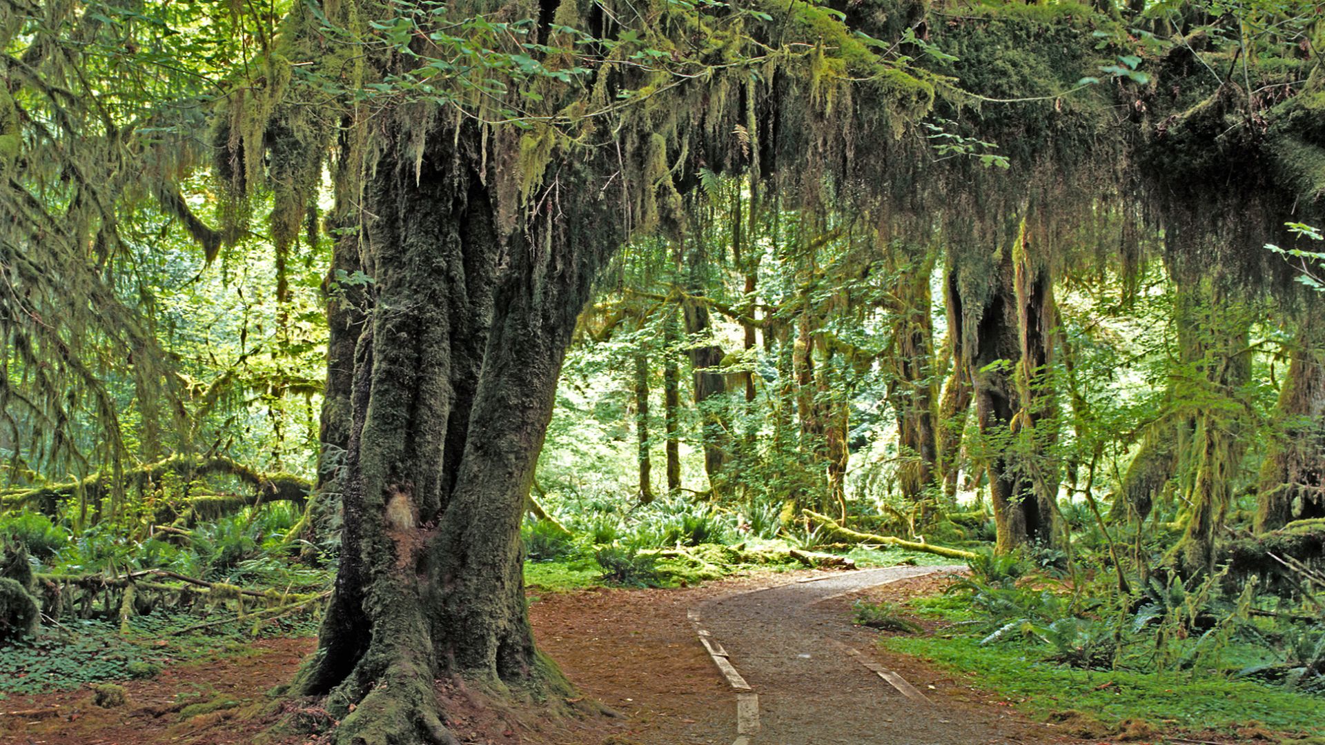 File:Hoh Rain Forest, Olympic National Park, Washington State, 1992.JPG