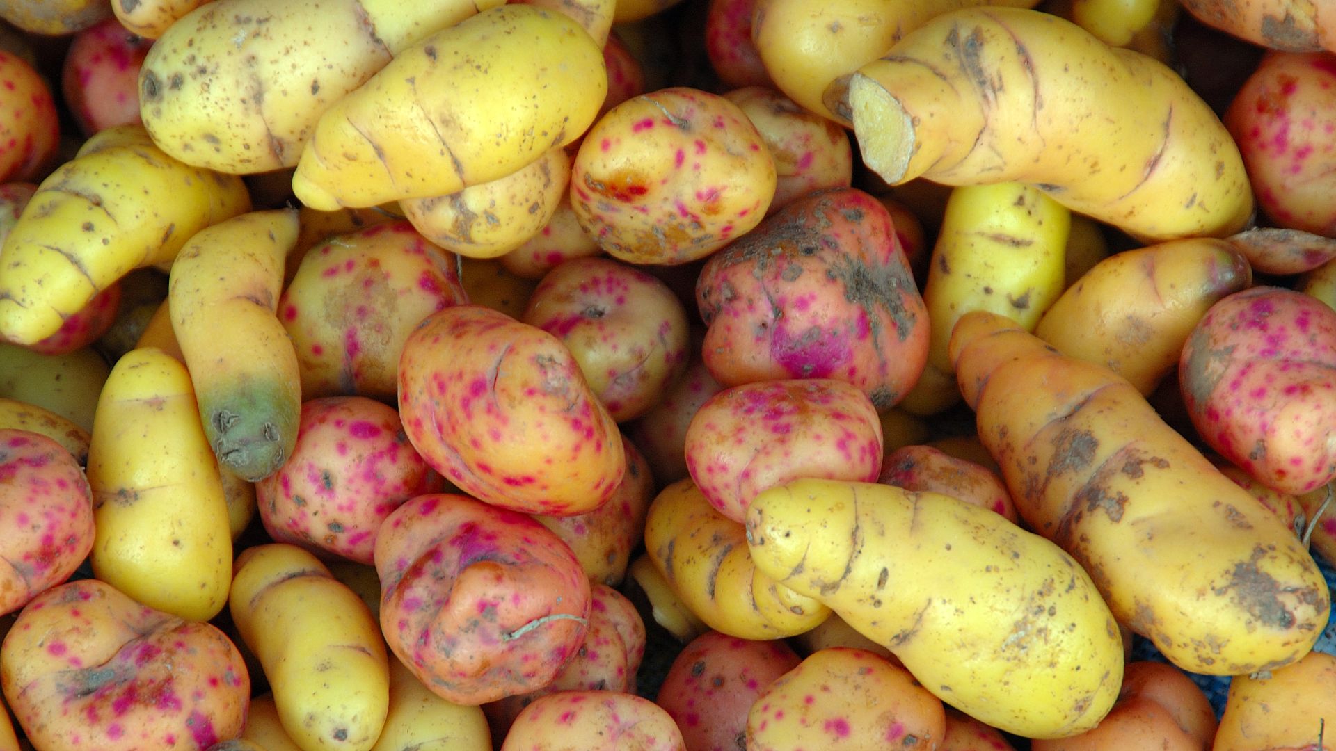 File:Ullucus tuberosus (South Peru).jpg