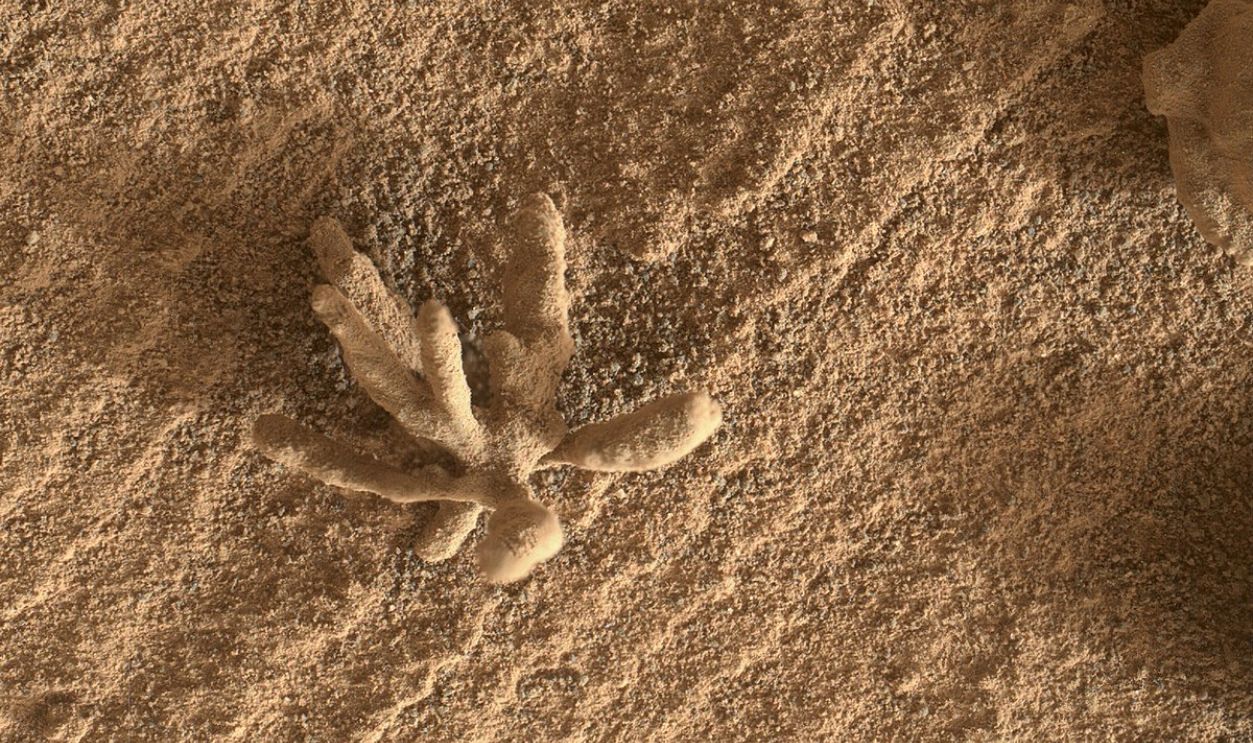 The Martian Flower