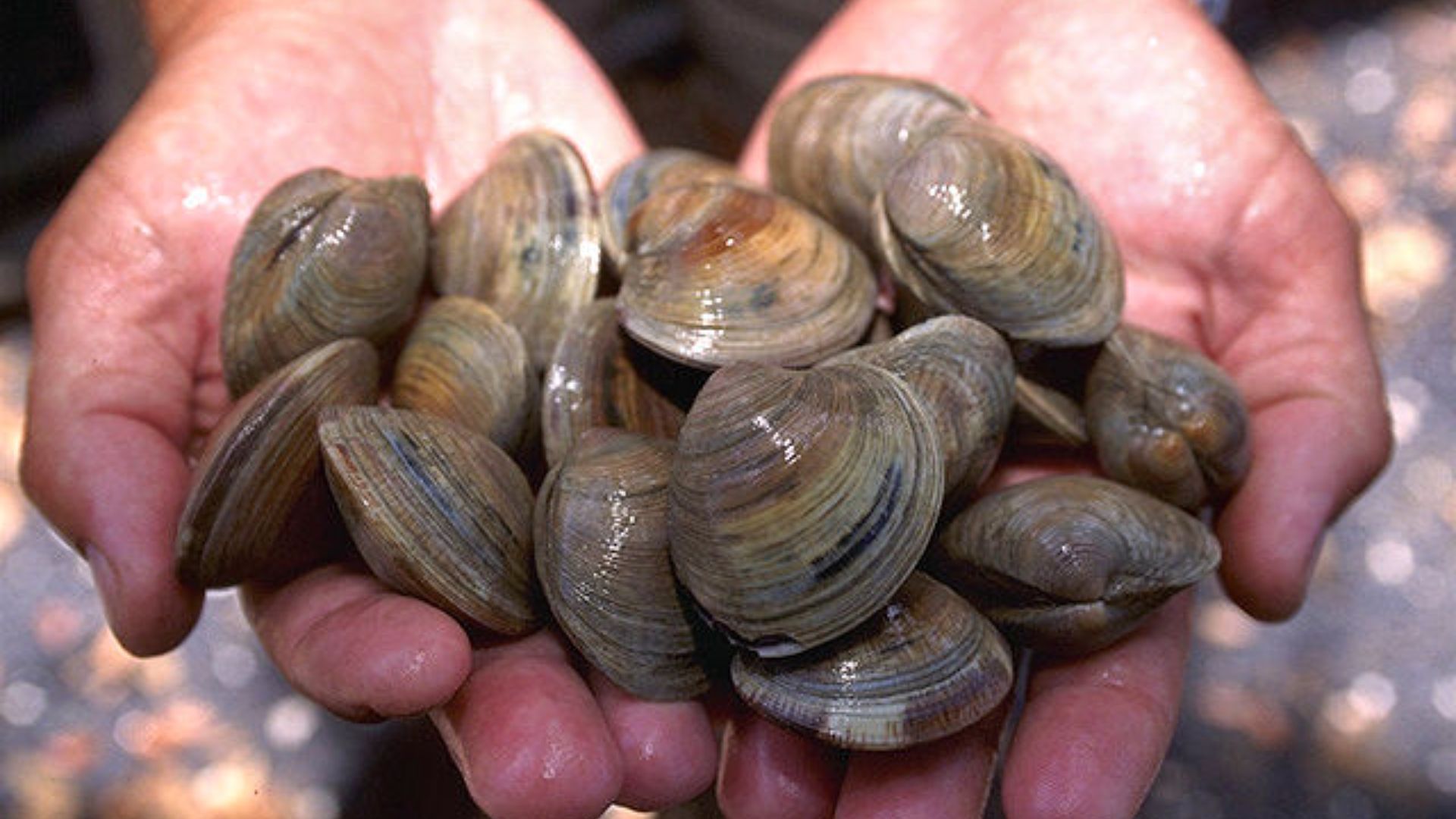 File:LittleNeck clams USDA96c1862.jpg