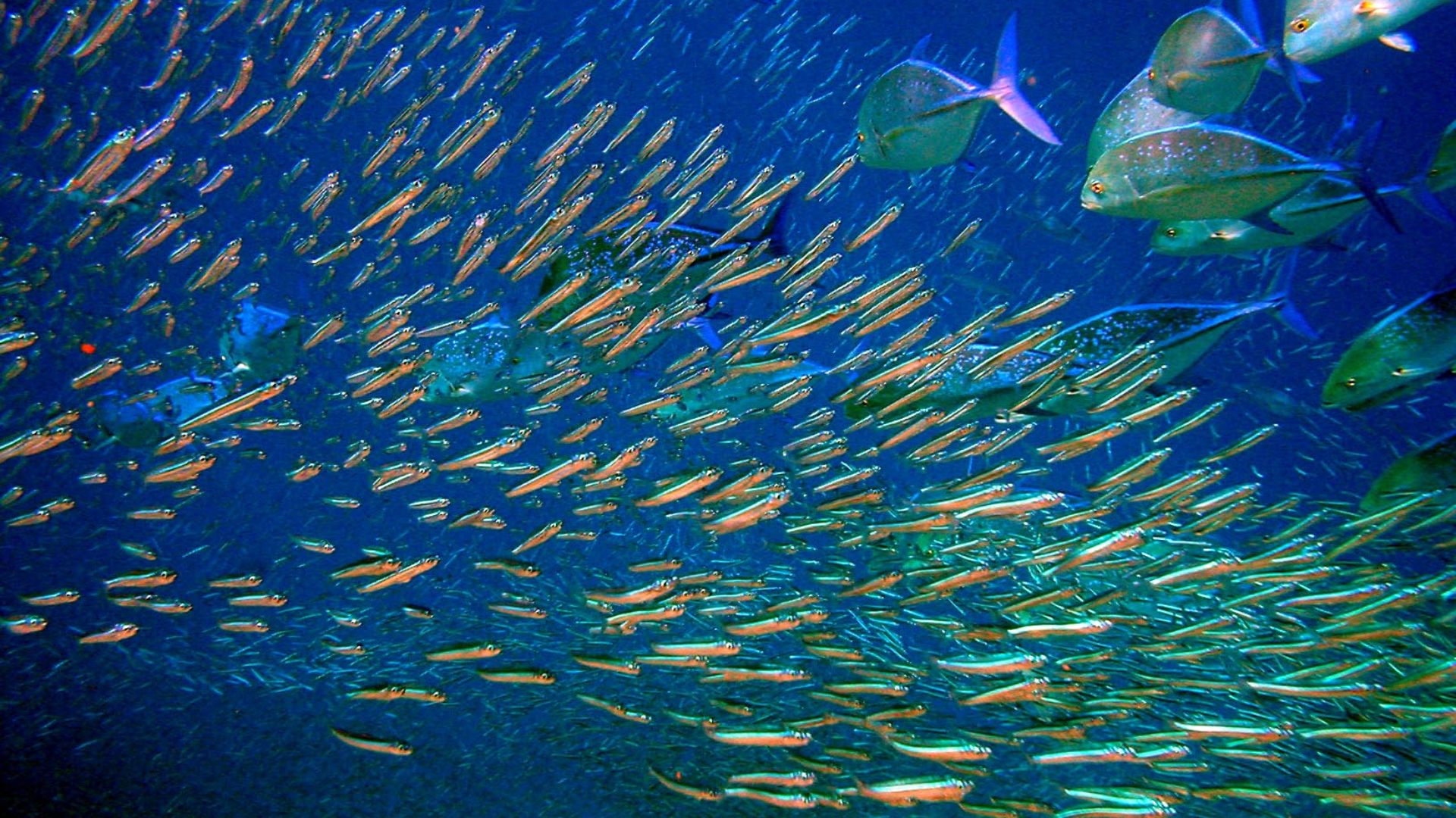 File:Moofushi Kandu fish.jpg