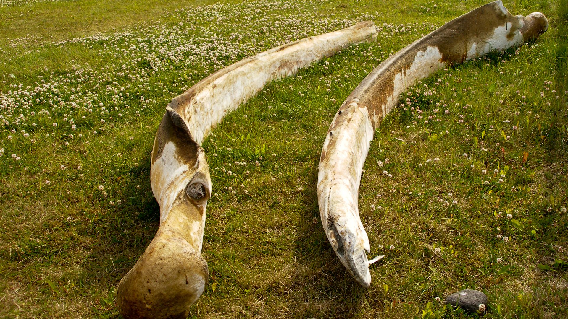 File:Whale bones (3389301344).jpg