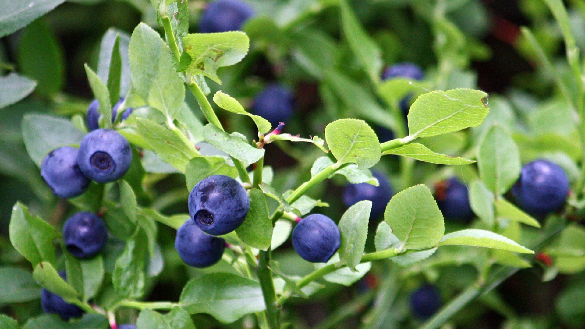 File:Vaccinium myrtillus Mustikka IMG 1100 C- cropped.jpg