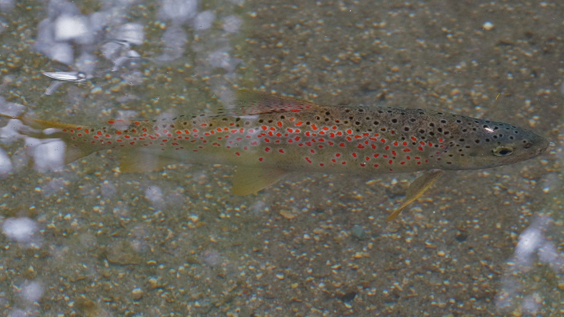 File:Ohridforelle 3.jpg