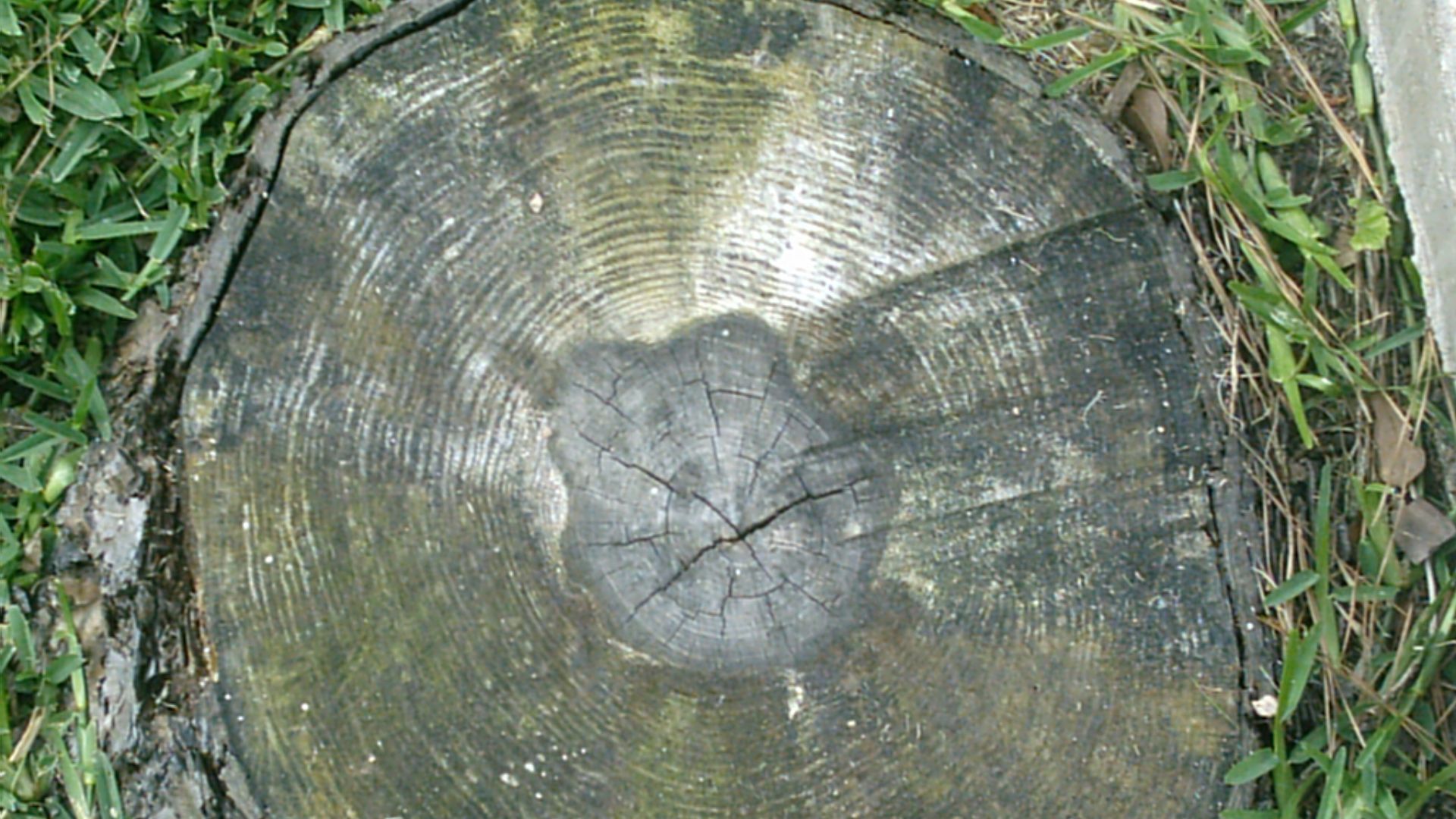 File:Pine tree rings.JPG
