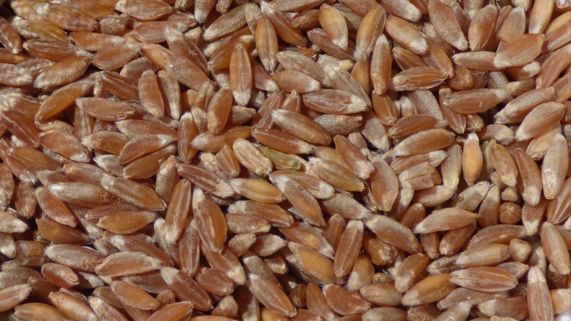 File:Emmer wheat berries.jpg