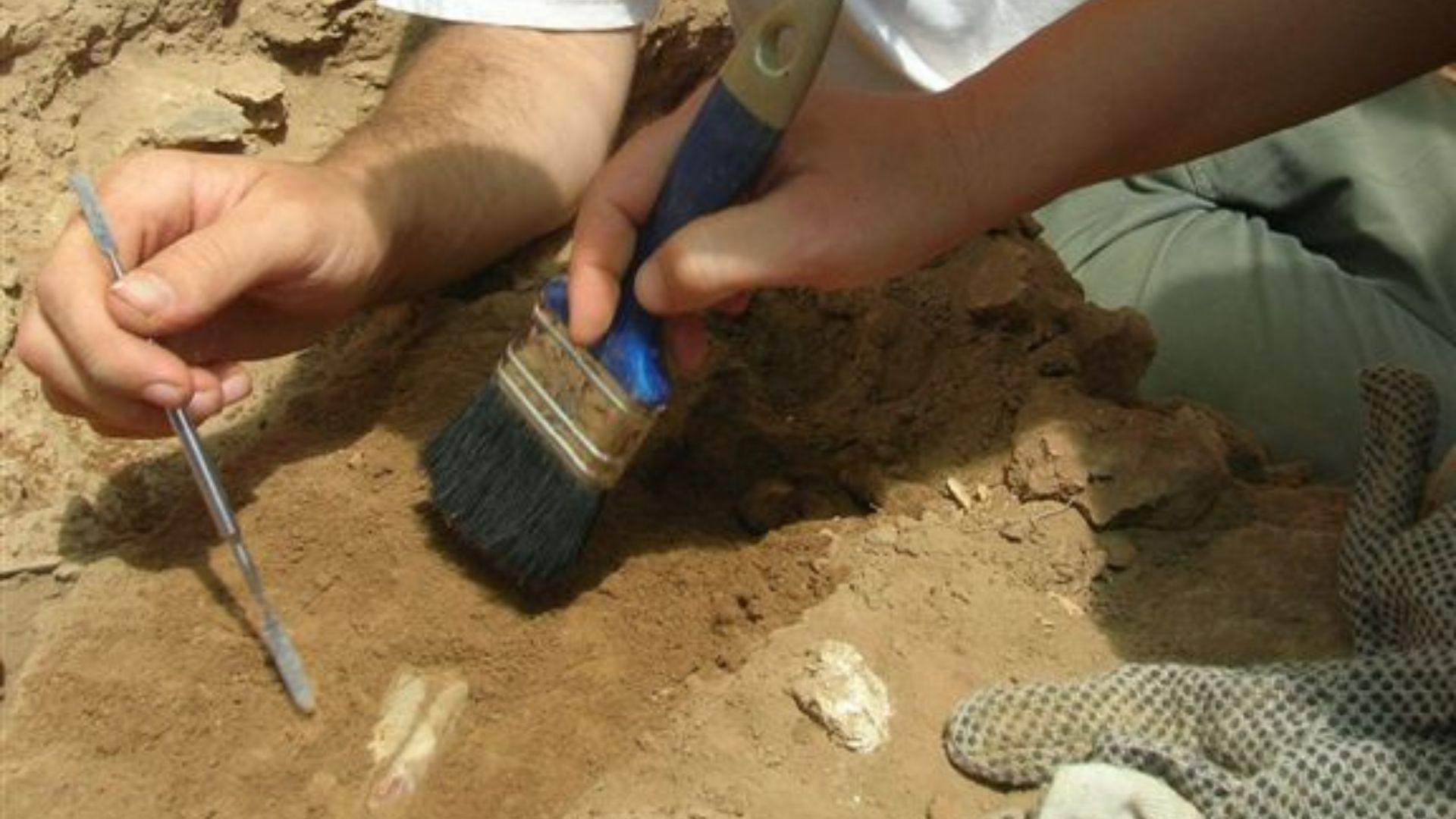 File:Excavation of animal bones.jpg