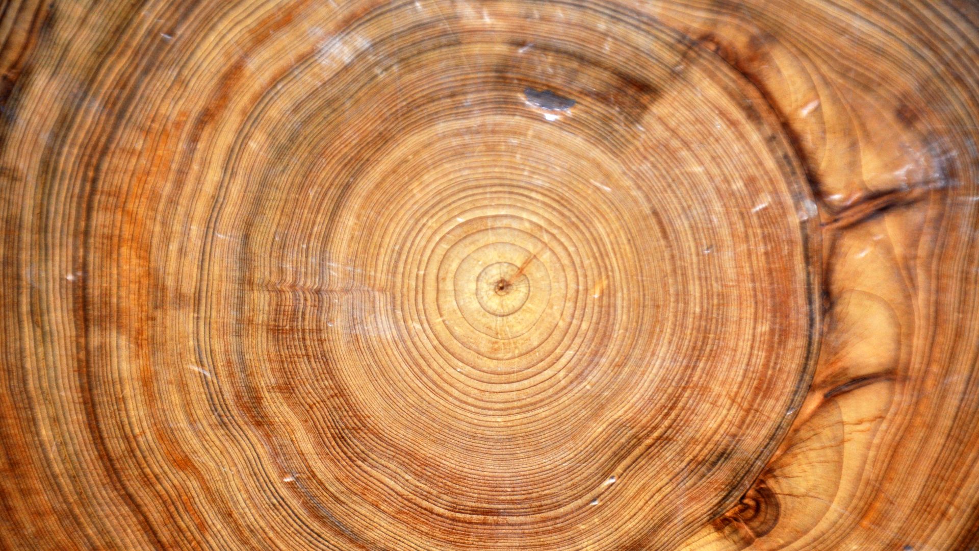 File:Tree rings in Taxodium distichum wood (bald cypress) 4 (24518375307).jpg