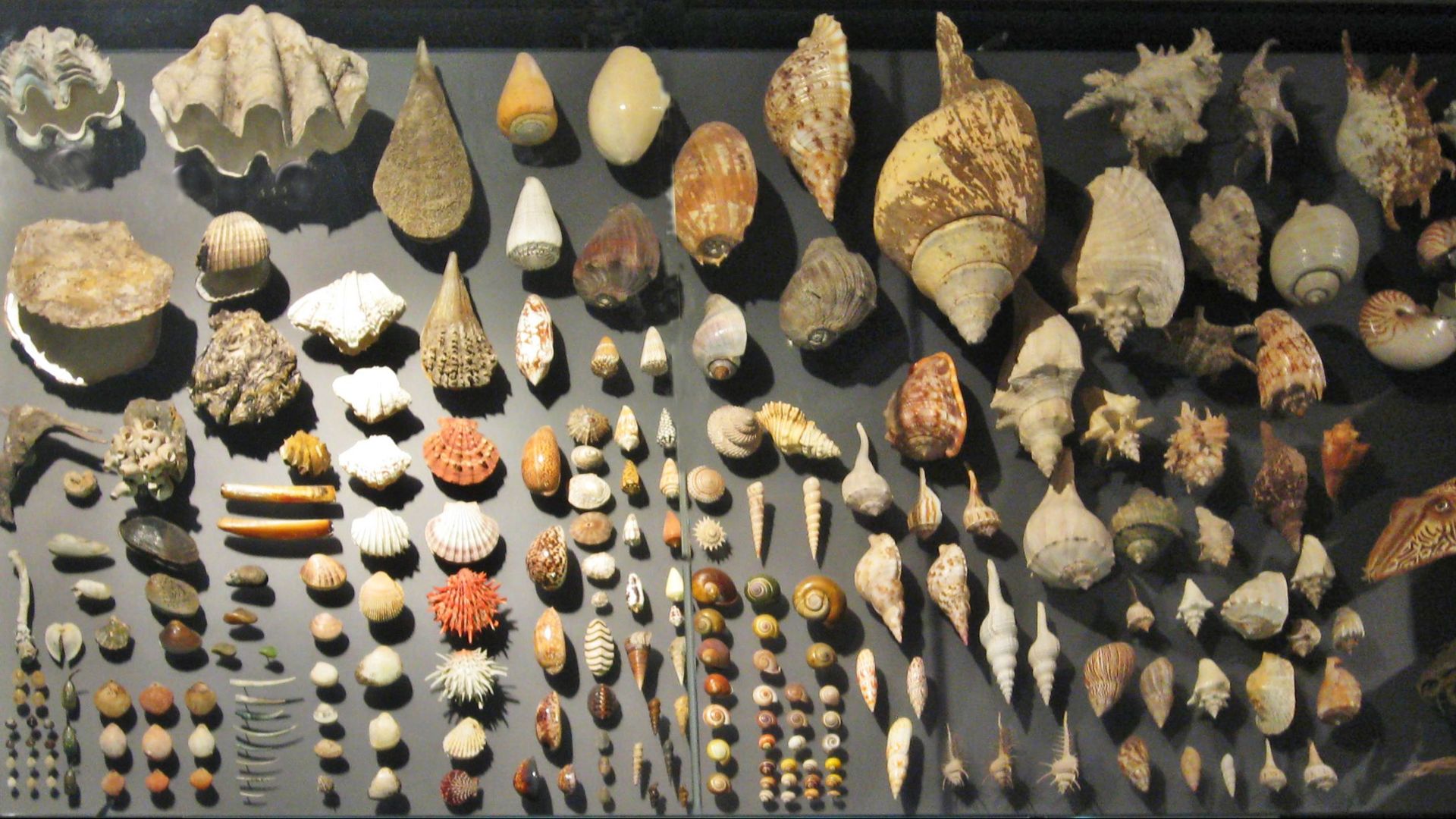 File:Berlin Naturkundemuseum Muscheln.jpg