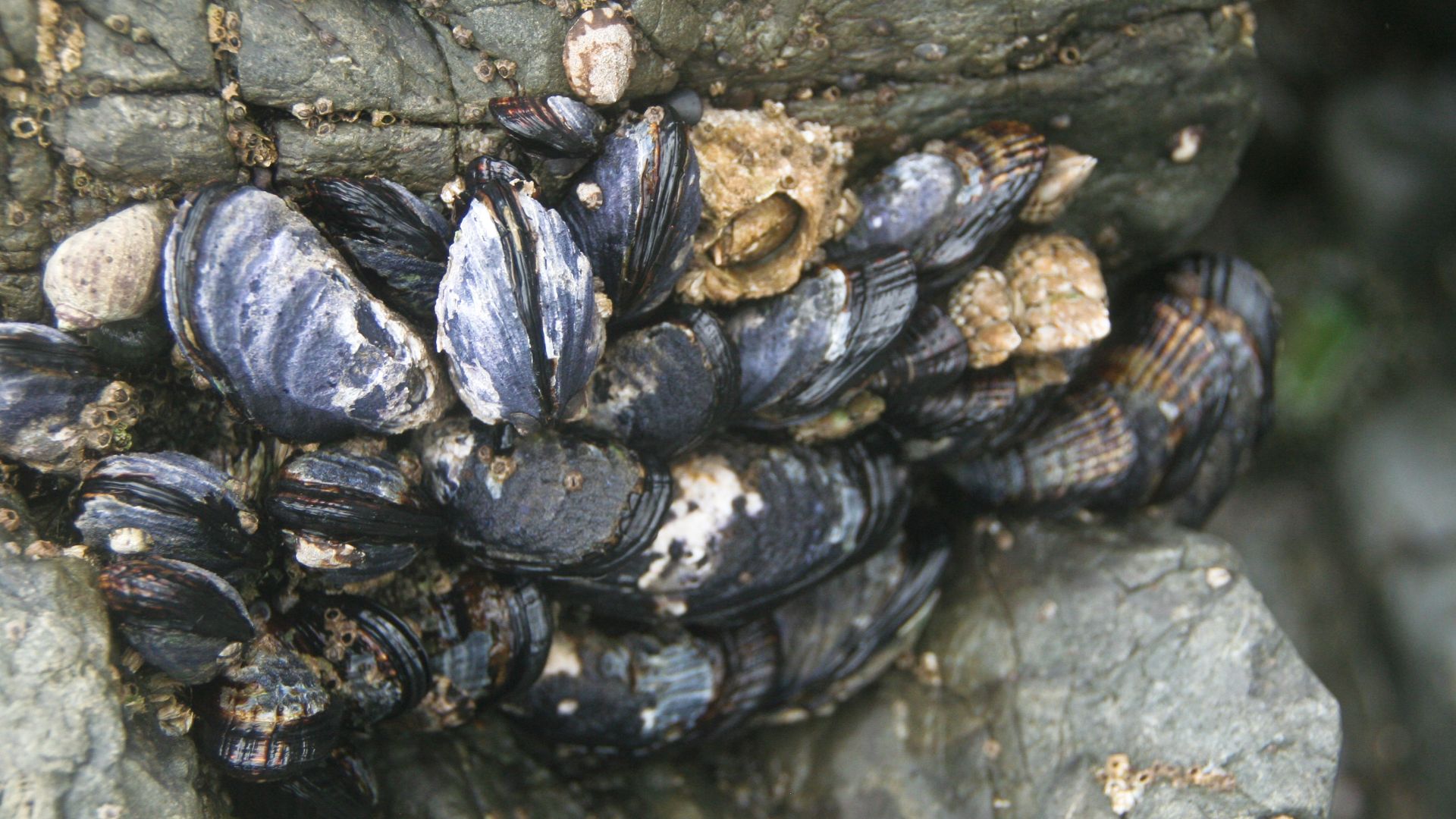 File:California Mussels 002.jpg