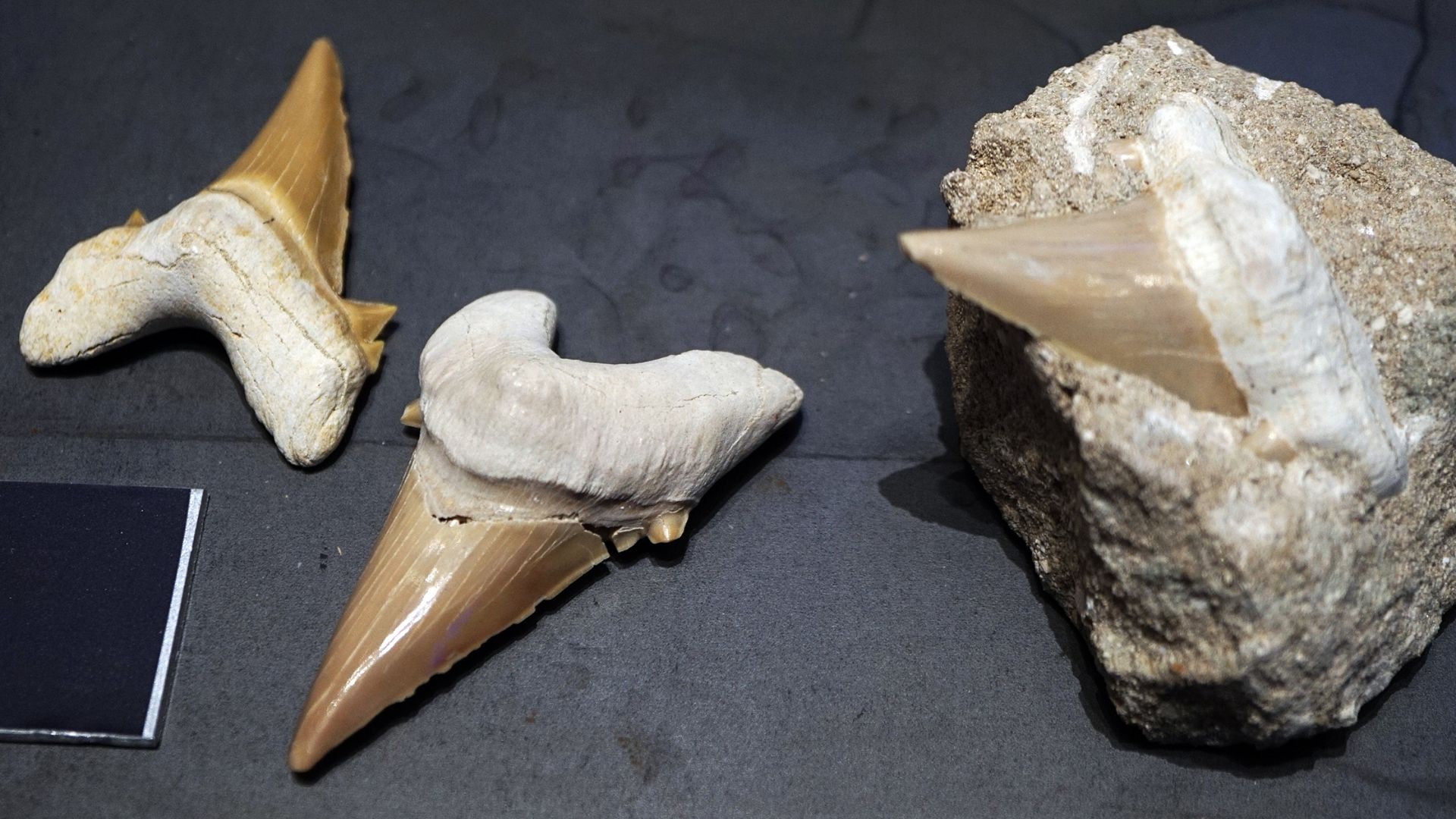 File:Shark teeth 2.jpg